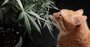 Exploring Quebec Cannabis Seeds A Comprehensive Guide Exploring Quebec Cannabis Seeds A Comprehensive Guide